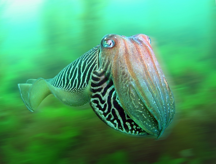 Underwater Photographer of the Year 2015.

Zwycięzca kategorii British Waters, zdjęcie wykonane aparatem kompaktowym. 

"Cuttlefish In A Blur", fot. Trevor Rees